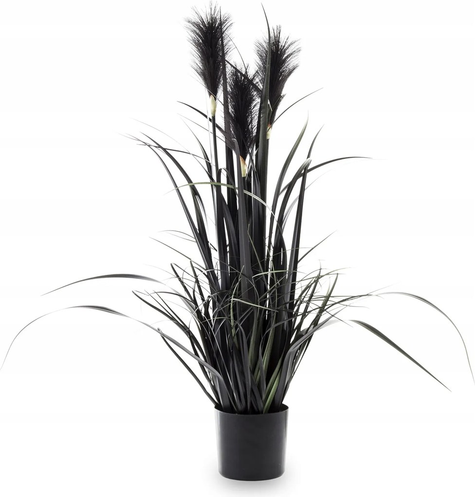 Dekoratív Növény Fekete Nagy Dekoratív Pampas Fű Cserépben