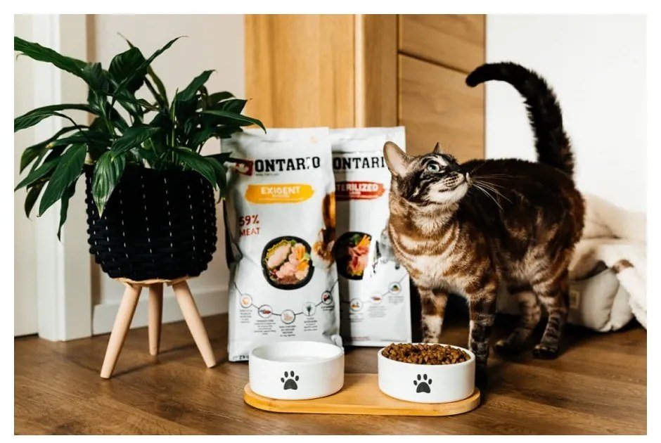 Kerámia tálka szett álvánnyal kutyáknak ø 13 cm Dog Fantasy – Plaček Pet Products