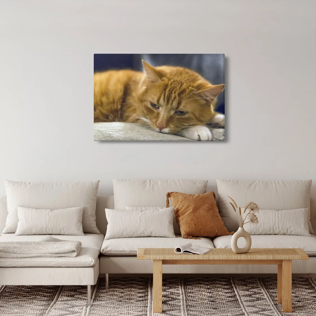 Macska képe (90x60 cm)