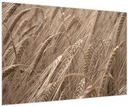 Kép - Az arany mező (90x60 cm)