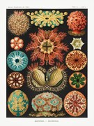 Reprodukció Ascidiae–Seescheiden, Ernst Haeckel