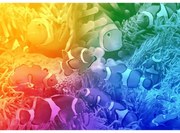 Trópusi halak fa puzzle