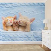 Fotótapéta - Alvó cicák (147x102 cm)