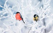 Fotográfia two birds bullfinch and titmice sit, Nataba