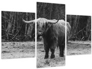 Kép - Skót tehén (90x60 cm)