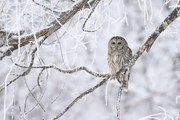 Fotográfia le gardien., Denis Dumoulin