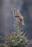 Fotográfia Tree Top Great Gray Owl, Scott Suriano