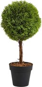 FLORISTA mini cserepes bukszus, 35 cm magas
