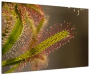 A növény képe (90x60 cm)