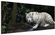 Kép - albínó tigris (120x50 cm)