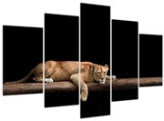 Kép - Lioness (150x105 cm)