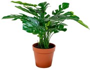 Monstera műnövény