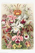 Plakát Orchideen, Ernst Haeckel