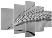 Kép - Búza, fekete-fehér (150x105 cm)