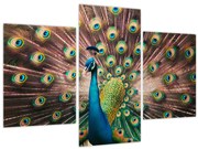 Kép - Páva (90x60 cm)