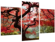 Red Japanese Maple, Portland, Oregon képe (90x60 cm)