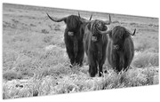 Kép - Skót tehenek (120x50 cm)