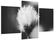 Kép - Fekete-fehér pamutfű (90x60 cm)