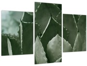 Kép - Zöld agávé (90x60 cm)