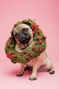 Fotográfia Cute Tan Coloured Pug Wearing a Christmas Wreath, ClarkandCompany