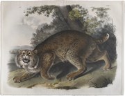 Asztali alátét Common American Wildcat James Audubon