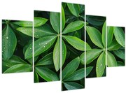 Kép - Levelek harmatcseppekkel (150x105 cm)