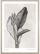 Canna indica leaves kép