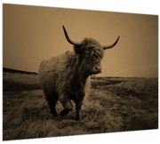 Kép - Skót tehén menekül (70x50 cm)