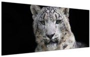 Kép - Snow Leopard (120x50 cm)