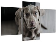 Kiskutya képe (90x60 cm)