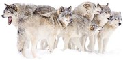 Fotográfia Timber wolf family, Jim Cumming