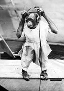 Fotográfia Duke The Chimp, Henry Guttmann