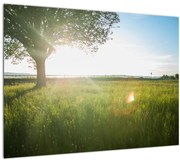 Egy fa képe a mezőn (70x50 cm)