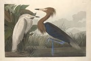 Reprodukció Purple Heron, 1835, John James (after) Audubon