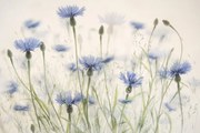 Illusztráció Cornflowers, Nel Talen