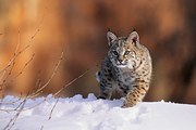 Fotográfia Bobcat, Felis rufus, walking in snow,, Kevin Schafer