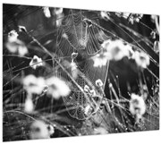 Kép - Pókháló a réten (70x50 cm)