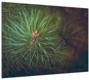 Kép - Fenyőfa részlete (70x50 cm)