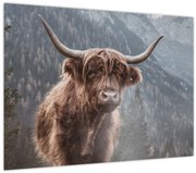 Kép - Highlander tehén (70x50 cm)