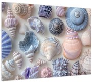 Kép - Kagylógyűjtemény (70x50 cm)