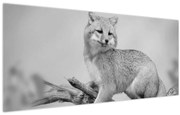 Kép - Szürke róka (120x50 cm)