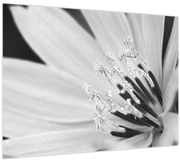 Üveg kép - Fekete-fehér virág (70x50 cm)