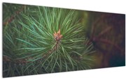 Kép - Fenyőfa részlete (120x50 cm)