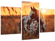 Kép - Ló naplementében (90x60 cm)