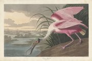 Reprodukció Roseate Spoonbill, 1836, John James (after) Audubon