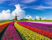 Fotográfia Tulips and Windmills, JacobH