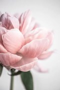 Fotográfia Peony 3, Mareike Böhmer