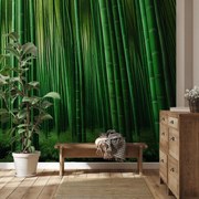 Fotótapéta - Zöld bambuszerdő (147x102 cm)