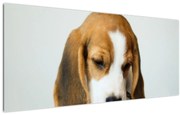 Beagle képe (120x50 cm)