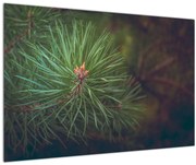 Kép - Fenyőfa részlete (90x60 cm)